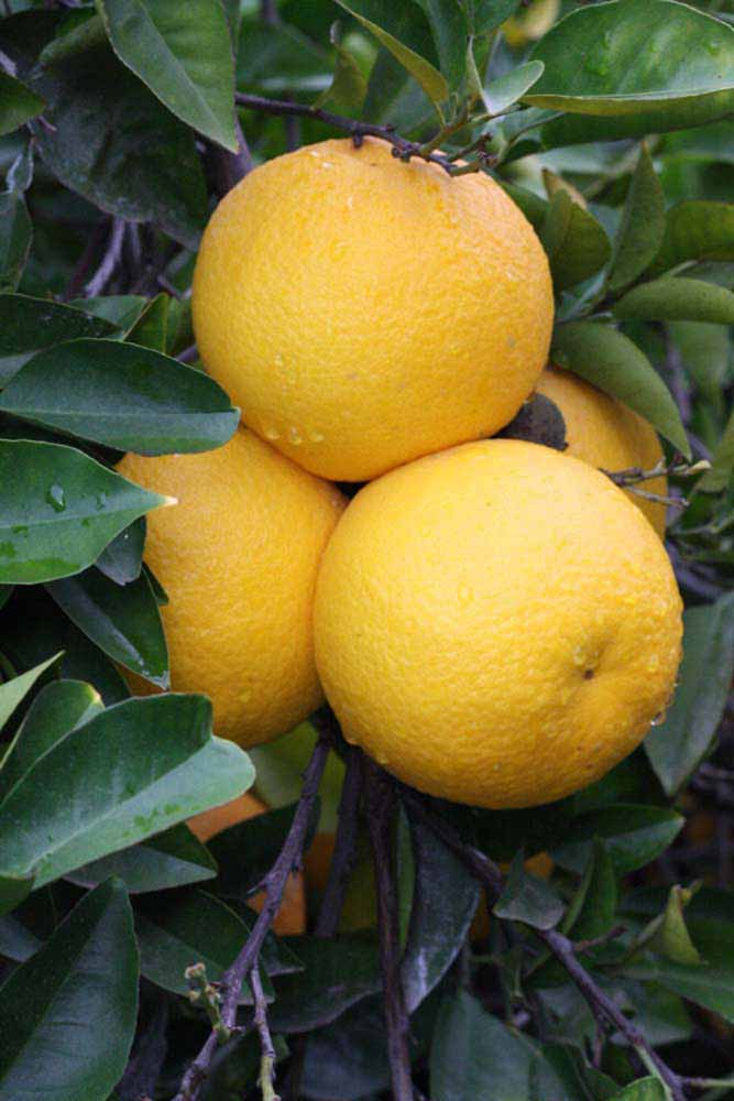            Fruit (Riverside, CA)   